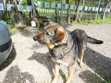PUH, Hund, Mischlingshund in Hadamar - Bild 16