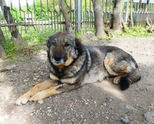 PUH, Hund, Mischlingshund in Hadamar - Bild 17