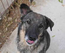 PUH, Hund, Mischlingshund in Hadamar - Bild 2