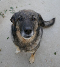 PUH, Hund, Mischlingshund in Hadamar - Bild 3