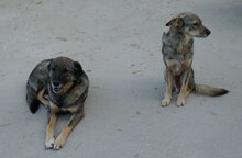 PUH, Hund, Mischlingshund in Hadamar - Bild 4