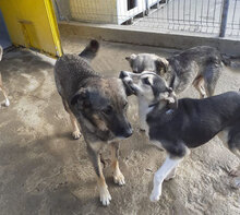 PUH, Hund, Mischlingshund in Hadamar - Bild 5