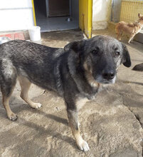 PUH, Hund, Mischlingshund in Hadamar - Bild 6