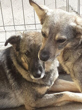 PUH, Hund, Mischlingshund in Hadamar - Bild 7