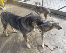 PUH, Hund, Mischlingshund in Hadamar - Bild 8
