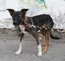 JORINDE, Hund, Mischlingshund in Fulda - Bild 1