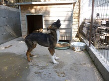JORINDE, Hund, Mischlingshund in Fulda - Bild 11