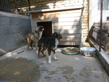 JORINDE, Hund, Mischlingshund in Fulda - Bild 12