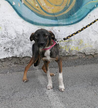 JORINDE, Hund, Mischlingshund in Fulda - Bild 3