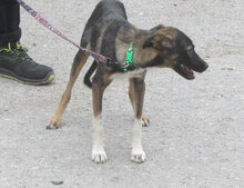 JORINDE, Hund, Mischlingshund in Fulda - Bild 8