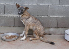 JORINGEL, Hund, Mischlingshund in Bulgarien - Bild 10