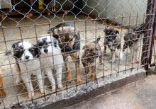 JORINGEL, Hund, Mischlingshund in Bulgarien - Bild 13