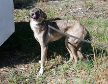 JORINGEL, Hund, Mischlingshund in Bulgarien - Bild 6
