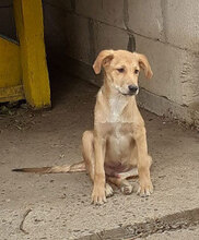 DAMON, Hund, Mischlingshund in Bulgarien - Bild 1