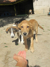 DAMON, Hund, Mischlingshund in Bulgarien - Bild 10