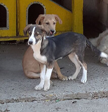 DAMON, Hund, Mischlingshund in Bulgarien - Bild 11