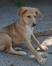 DAMON, Hund, Mischlingshund in Bulgarien - Bild 12
