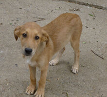 DAMON, Hund, Mischlingshund in Bulgarien - Bild 14