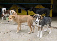 DAMON, Hund, Mischlingshund in Bulgarien - Bild 15