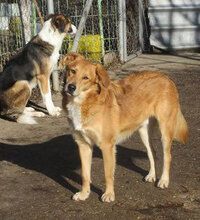 DAMON, Hund, Mischlingshund in Bulgarien - Bild 16
