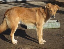 DAMON, Hund, Mischlingshund in Bulgarien - Bild 17