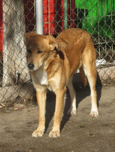 DAMON, Hund, Mischlingshund in Bulgarien - Bild 18