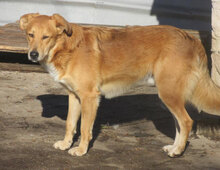 DAMON, Hund, Mischlingshund in Bulgarien - Bild 19