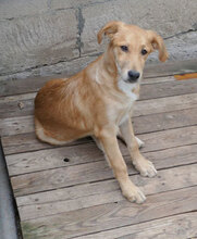 DAMON, Hund, Mischlingshund in Bulgarien - Bild 2