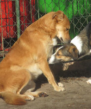 DAMON, Hund, Mischlingshund in Bulgarien - Bild 20
