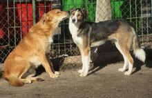 DAMON, Hund, Mischlingshund in Bulgarien - Bild 21