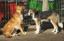 DAMON, Hund, Mischlingshund in Bulgarien - Bild 22