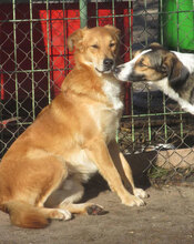 DAMON, Hund, Mischlingshund in Bulgarien - Bild 23