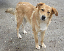 DAMON, Hund, Mischlingshund in Bulgarien - Bild 24