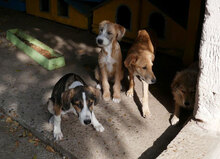 DAMON, Hund, Mischlingshund in Bulgarien - Bild 3
