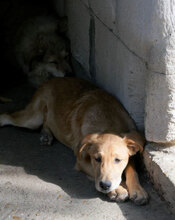 DAMON, Hund, Mischlingshund in Bulgarien - Bild 4