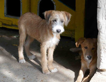DAMON, Hund, Mischlingshund in Bulgarien - Bild 5