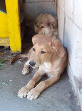 DAMON, Hund, Mischlingshund in Bulgarien - Bild 8