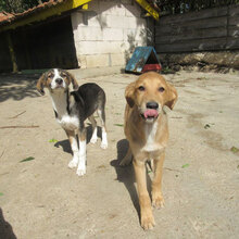 DAMON, Hund, Mischlingshund in Bulgarien - Bild 9