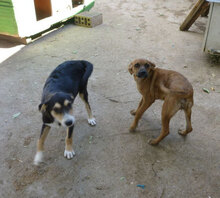 EYVA, Hund, Mischlingshund in Dorfprozelten - Bild 14