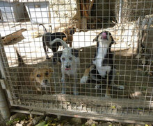 EYVA, Hund, Mischlingshund in Dorfprozelten - Bild 15