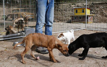 EYVA, Hund, Mischlingshund in Dorfprozelten - Bild 4