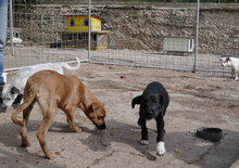 EYVA, Hund, Mischlingshund in Dorfprozelten - Bild 6