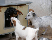 EYVA, Hund, Mischlingshund in Dorfprozelten - Bild 8