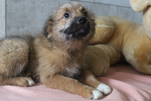 LUCY, Hund, Mischlingshund in Kroatien