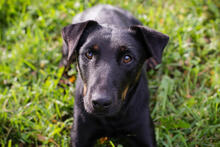 LOUIS, Hund, Mischlingshund in Kroatien