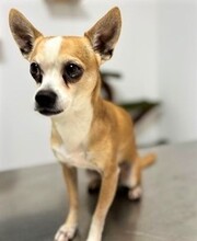 CHAMP, Hund, Chihuahua in Spanien