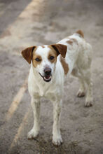 RAMBO, Hund, Mischlingshund in Spanien - Bild 1