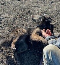 CELIA, Hund, Mischlingshund in Rumänien - Bild 10