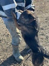 CELIA, Hund, Mischlingshund in Rumänien - Bild 11