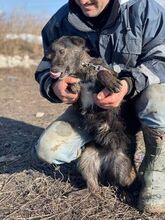 CELIA, Hund, Mischlingshund in Rumänien - Bild 7